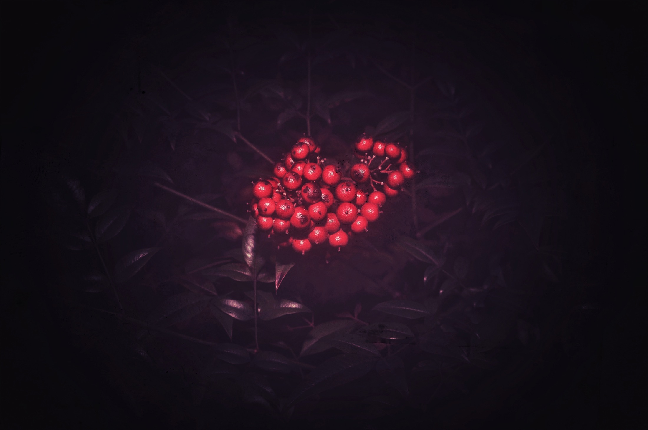 To Bloom in the Dark